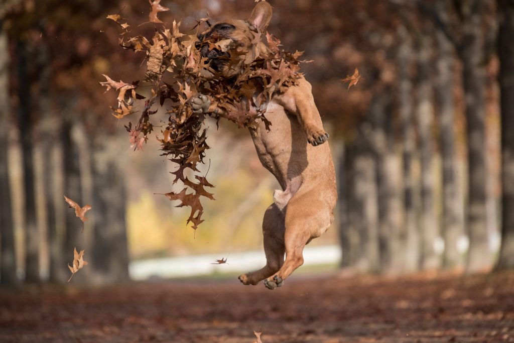 jeu chien