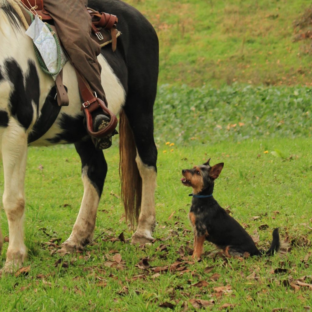 horse and dog