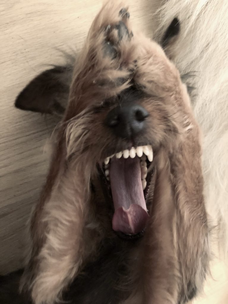 chien heureux