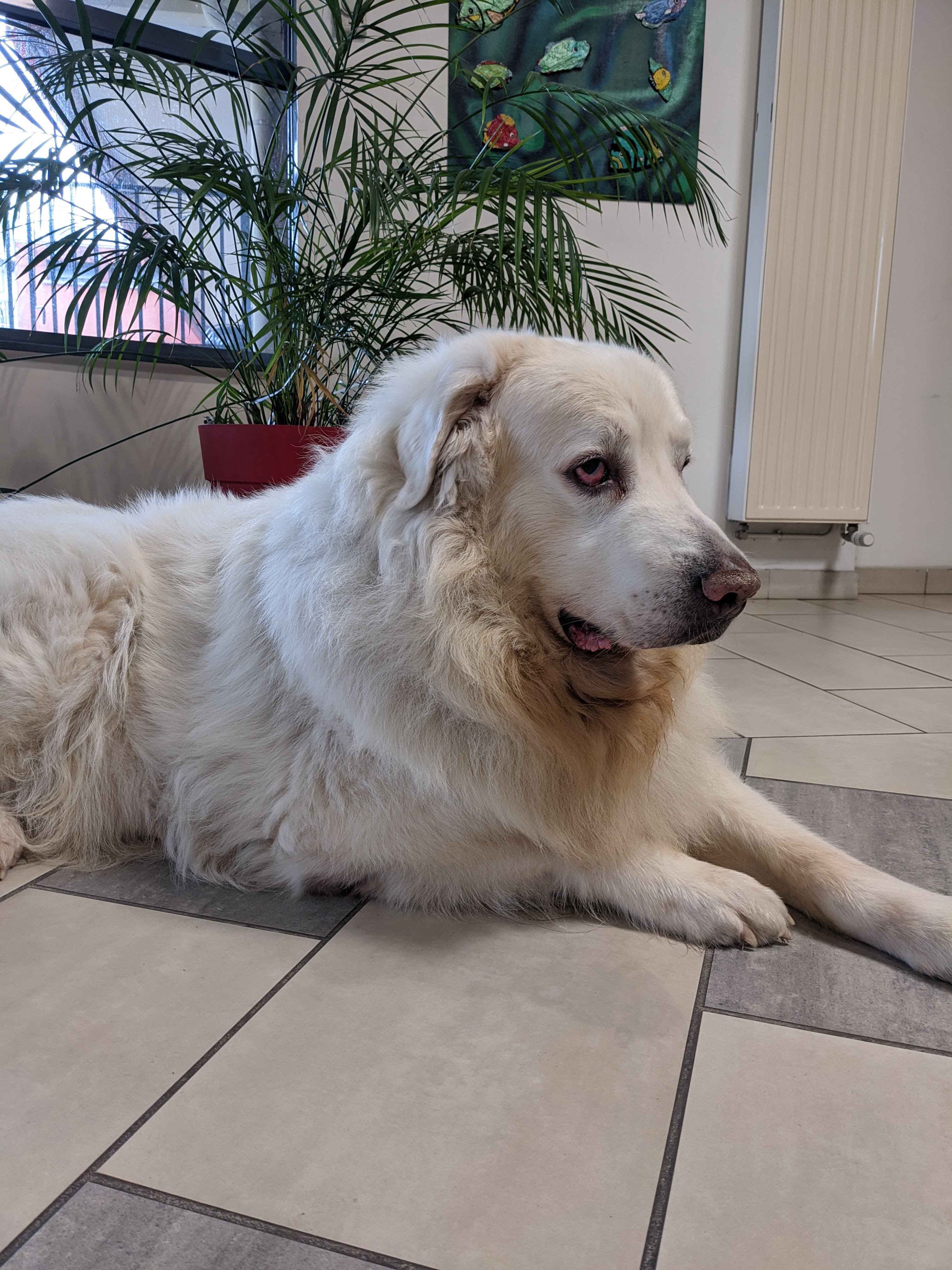 chien visiteur